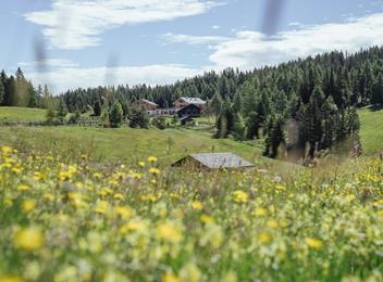 Scopri l'Alto Adige in autobus e in treno & Malghe in fiore