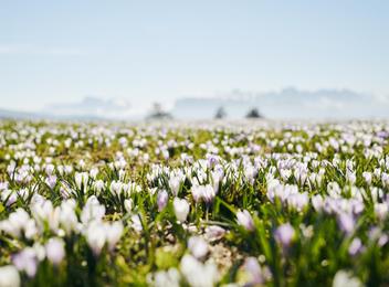 Assicuratevi l'ultima camera disponibile