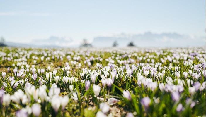 idm-suedtirol-krokus-manuel-ferrigato-0765