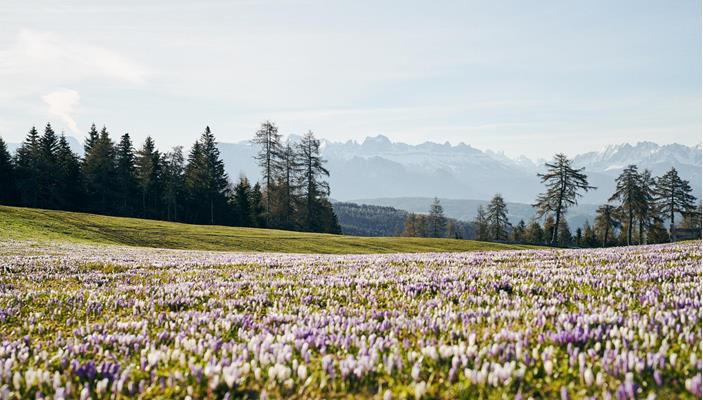 idm-suedtirol-krokus-manuel-ferrigato-209