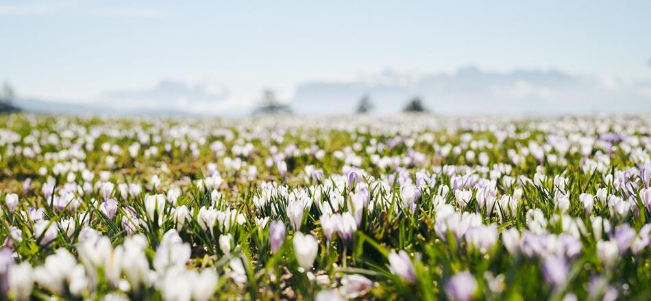 idm-suedtirol-krokus-manuel-ferrigato-0765