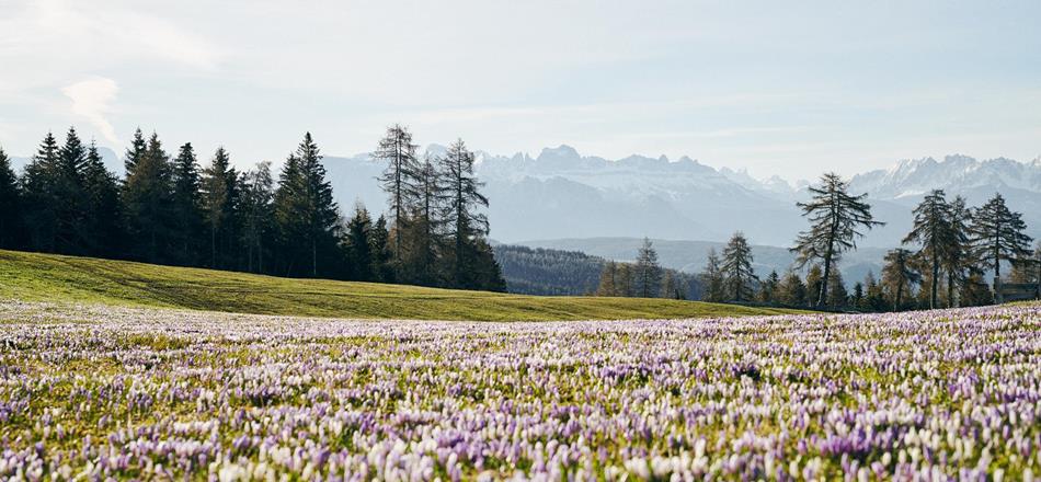 idm-suedtirol-krokus-manuel-ferrigato-209